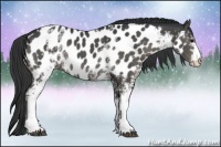 Horse Color:White Spotted Black Appaloosa 