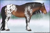 Horse Color:White Spotted Brown Appaloosa 