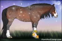 Horse Color:Bay Sabino