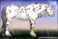 Horse Color:White Spotted Bay Dun