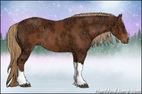 Horse Color:Chestnut Ice Rabicano