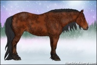 Horse Color:Bay Ice Rabicano 