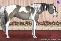 Horse Color:Grullo Splash Tobiano 