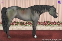 Horse Color:Grullo 