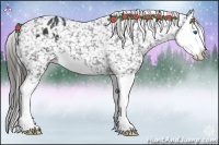 Horse Color:Black Splash Appaloosa 