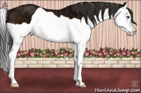 Horse Color:Bay Ice Splash 