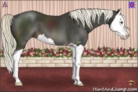 Horse Color:Liver Chestnut Splash 