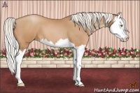 Horse Color:Silver Bay Pearl Splash 