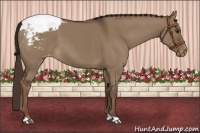 Horse Color:Liver Red Dun Appaloosa