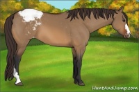 Horse Color:Bay Dun Appaloosa 