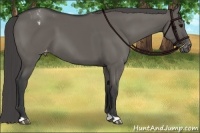 Horse Color:Grullo Appaloosa 
