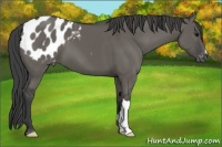 Horse Color:Grullo Appaloosa 