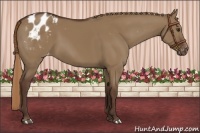Horse Color:Liver Red Dun Appaloosa 