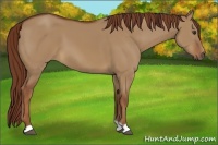 Horse Color:Red Dun 