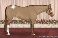 Horse Color:Red Dun Appaloosa