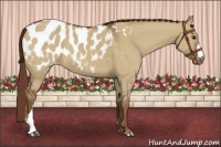 Horse Color:Red Dun Appaloosa 