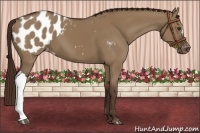 Horse Color:Liver Red Dun Appaloosa