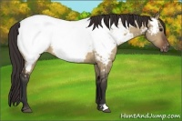 Horse Color:Bay Dun Near Fewspot 