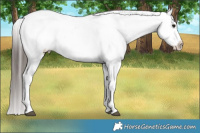Horse Color:Brown Dun Appaloosa Rabicano Brindle 