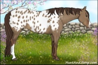 Horse Color:Liver Red Dun Appaloosa 