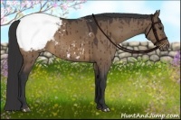 Horse Color:Brown Dun Appaloosa 
