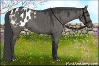 Horse Color:Grullo Blanket Brindle 