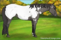 Horse Color:Grullo Appaloosa 