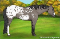 Horse Color:Grullo Appaloosa 