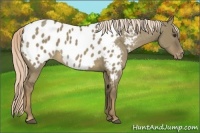 Horse Color:Chocolate Palomino Dun Appaloosa 