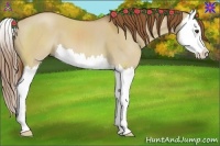 Horse Color:Red Dun Splash 