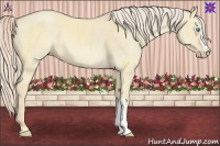 Horse Color:Cremello Dun 