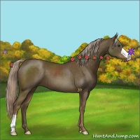 Horse Color:Chocolate Palomino 