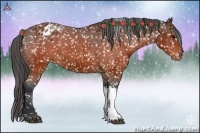 Horse Color:Brown Appaloosa