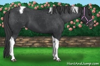 Horse Color:Black Tobiano Appaloosa 