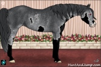 Horse Color:Black Chinchilla Splash Rabicano
