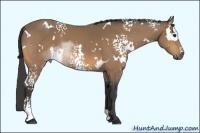 Horse Color:White Spotted Buckskin Rabicano 