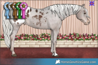 Horse Color:Liver Chestnut Mushroom Appaloosa