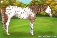 Horse Color:Chestnut Splash Appaloosa Rabicano 