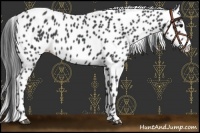 Horse Color:Black Appaloosa Rabicano 