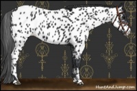 Horse Color:Black Appaloosa