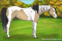 Horse Color:Bay Dun Splash Tobiano 