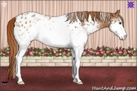 Horse Color:White Spotted Chestnut Sabino Appaloosa Rabicano