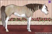 Horse Color:Liver Red Dun Roan Splash Rabicano 