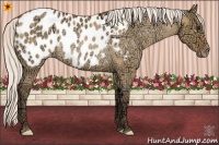 Horse Color:Silver Bay Ice Dun Appaloosa Rabicano 