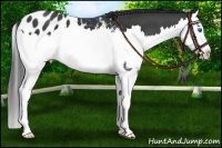 Horse Color:Black Splash Near Leopard 