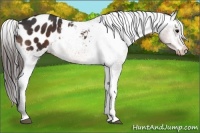 Horse Color:Brown Appaloosa