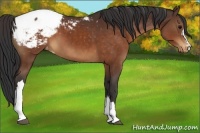 Horse Color:Brown Appaloosa 