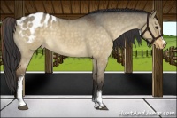 Horse Color:White Spotted Brown Dun Sabino Blanket Rabicano 
