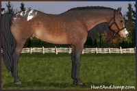 Horse Color:Brown Appaloosa