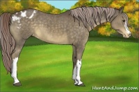 Horse Color:Chocolate Palomino Appaloosa